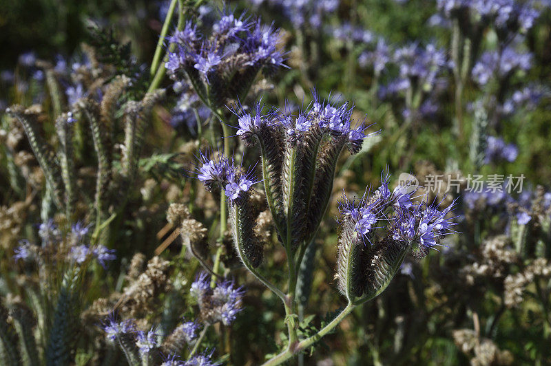 Phacelia Flowers的特写